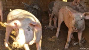 Porci 50- 60 kg, 22 lei kg - imagine 3