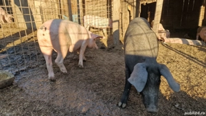 Porci 50- 60 kg, 22 lei kg - imagine 2