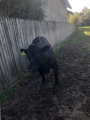 Vand Taur Black Angus - imagine 2 Vand Taur Black Angus - imagine 2