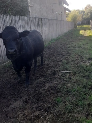 Vand Taur Black Angus - imagine 3 Vand Taur Black Angus - imagine 3
