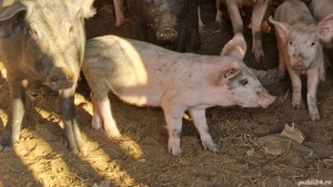 Purcei pentru iarna urmatoare 600 lei