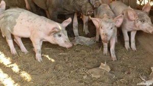 Purcei pentru iarna urmatoare 600 lei - imagine 2