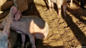 Purcei pentru iarna urmatoare 600 lei - imagine 3