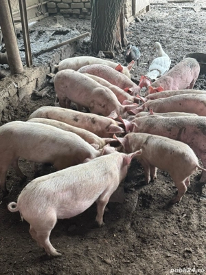 vând purcei marele alb - imagine 3 vând purcei marele alb - imagine 3