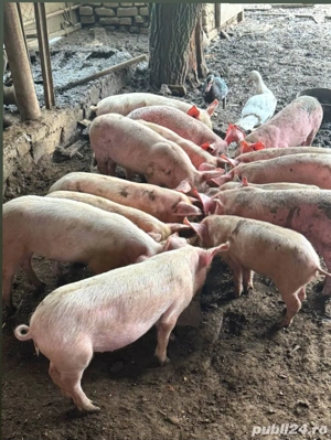 vând purcei marele alb