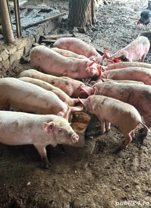 vând purcei marele alb - imagine 2 vând purcei marele alb - imagine 2