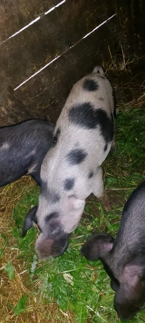 Vând șoldani godani la 12 săptămâni 