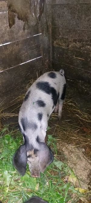 Vând șoldani godani la 12 săptămâni  - imagine 4