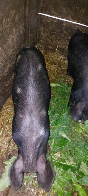 Vând șoldani godani la 12 săptămâni  - imagine 3