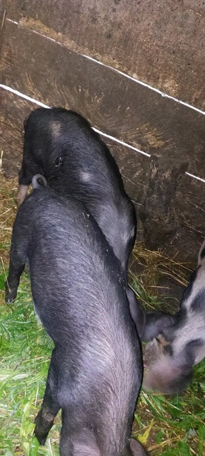 Vând șoldani godani la 12 săptămâni  - imagine 5