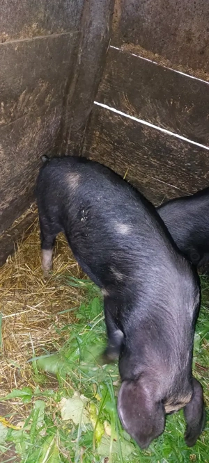 Vând șoldani godani la 12 săptămâni  - imagine 2