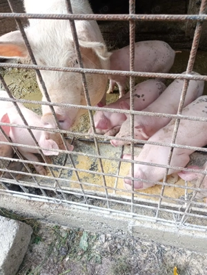 Vand porci - imagine 2