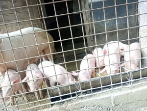 Vand porci - imagine 3