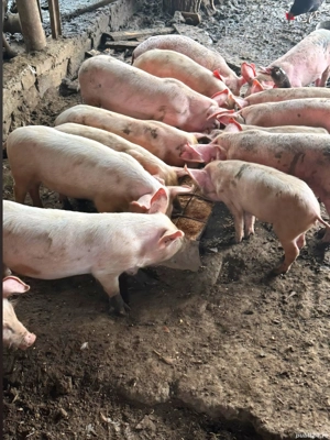 vând purcei marele alb - imagine 5 vând purcei marele alb - imagine 5