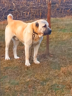 vând câine ciobănesc, asia centrală  - imagine 2