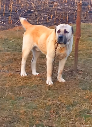 vând câine ciobănesc, asia centrală  - imagine 4