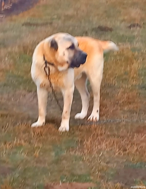 vând câine ciobănesc, asia centrală  - imagine 3