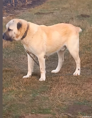 vând câine ciobănesc, asia centrală