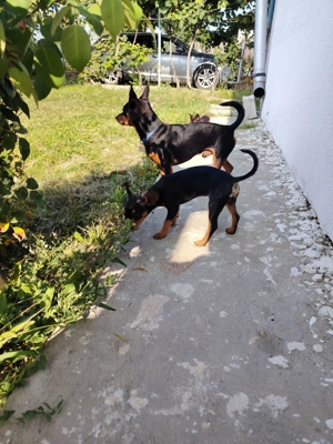 Pinscher Pitic o fetiță în vârstă de 9 luni  - imagine 2