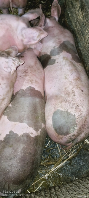 vând porci crescuți natural