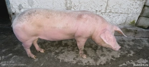 vând porci crescuți natural - imagine 2 vând porci crescuți natural - imagine 2