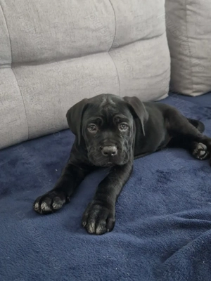 Pui Cane Carso 11 săptămâni  - imagine 2