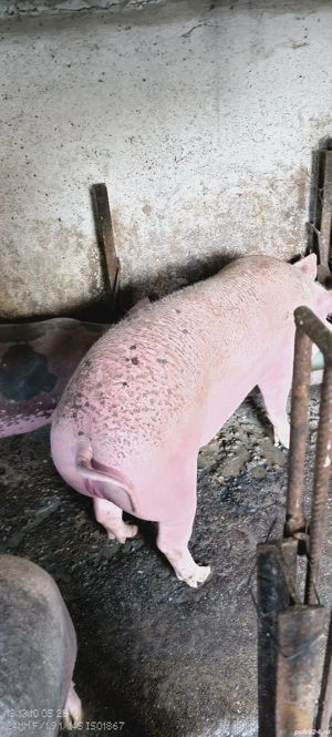 vând porci crescuți natural - imagine 3 vând porci crescuți natural - imagine 3