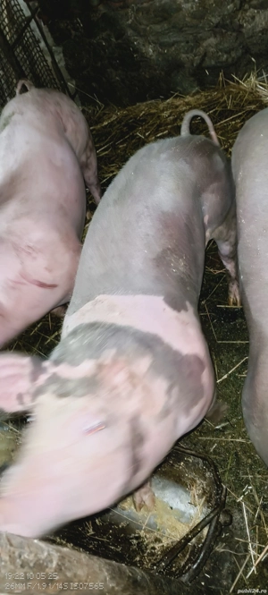 vând porci crescuți natural - imagine 4 vând porci crescuți natural - imagine 4