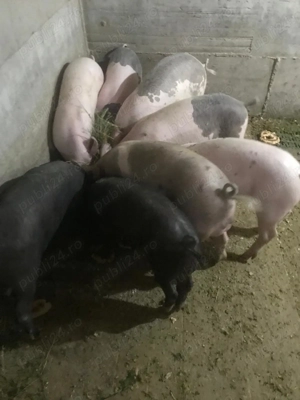 Purcei de vânzare  - imagine 2 Purcei de vânzare  - imagine 2