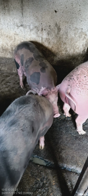 vând porci crescuți natural - imagine 5 vând porci crescuți natural - imagine 5