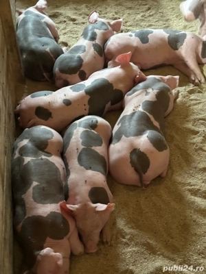 petrani 8 saptamai jumate  - imagine 2 petrani 8 saptamai jumate  - imagine 2