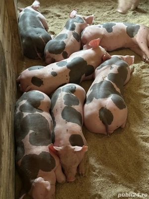 petrani 8 saptamai jumate  - imagine 3 petrani 8 saptamai jumate  - imagine 3