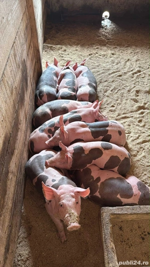 petrani 8 saptamai jumate  - imagine 4 petrani 8 saptamai jumate  - imagine 4