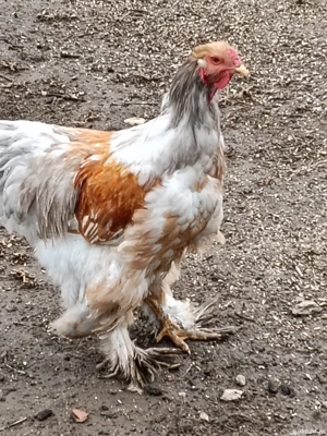 cocoș brahma - imagine 3 cocoș brahma - imagine 3