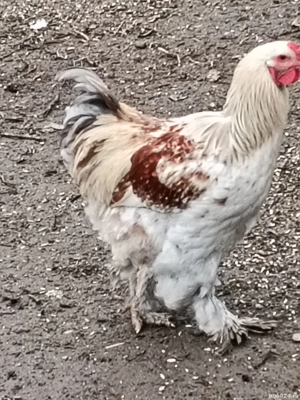 cocoș brahma - imagine 2 cocoș brahma - imagine 2