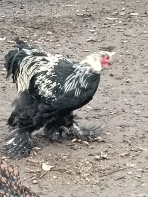 cocoș brahma - imagine 4 cocoș brahma - imagine 4