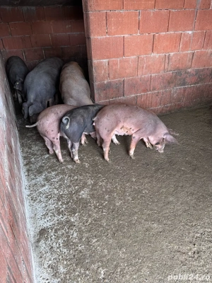 Vând purcei - imagine 4