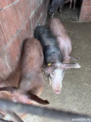 Vând purcei - imagine 2