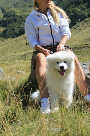 Cățeluș Samoyed   5 luni, vaccinat, jucăuș   București  - imagine 2 Cățeluș Samoyed   5 luni, vaccinat, jucăuș   București  - imagine 2