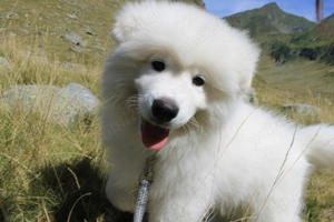 Cățeluș Samoyed   5 luni, vaccinat, jucăuș   București 