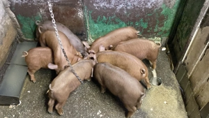 Purcei Duroc 8 săptămâni 