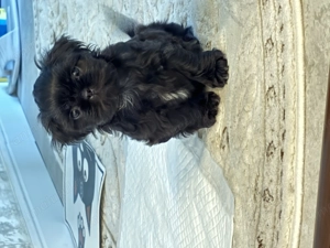 Vând pui Shih Tzu mascul - imagine 3