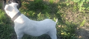 Pui Dog argentinian  - imagine 2 Pui Dog argentinian  - imagine 2