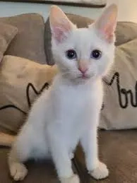 siameza fetita si baietel