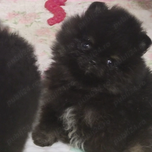 Pomeranian extra mini - imagine 2 Pomeranian extra mini - imagine 2