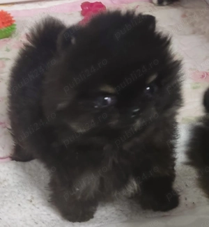Pomeranian extra mini
