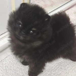 Pomeranian extra mini - imagine 3 Pomeranian extra mini - imagine 3