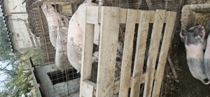 Arvunesc porci pentru Crăciun  - imagine 4