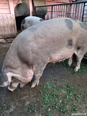 Porci pentru sacrificiu