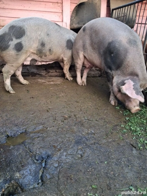 Porci pentru sacrificiu - imagine 2 Porci pentru sacrificiu - imagine 2